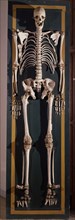 ESQUELETO DE AGUSTIN LUENGO Y CAPILLA GIGANTE 2.25
MADRID, MUSEO ETNOLOGICO
MADRID

This image