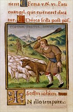 Evangelistary: The Good Shepherd, the Wolves and the Flock
