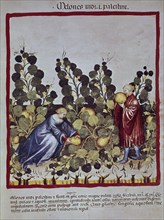 UBUBEHASYM BALDACH 1052/63
FACSIMIL THEATRUM SANITATIS-S XIV-XV RECOGIDA DE MELONES