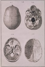 LACABA I
ANATOMIA-LAMINA III-CRANEOS
MADRID, BIBLIOTECA NACIONAL
MADRID