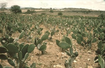 CULTIVO DE EPUNTIA
NACION, EXTERIOR
BRASIL