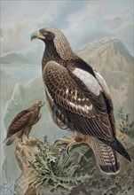 GRABADO-AGUILA IMPERIAL-MACHO CON PLUMAJE CASI PERFECTO(1) Y HEMBRA DE 2 AÑOS(2)
PARIS, COLECCION