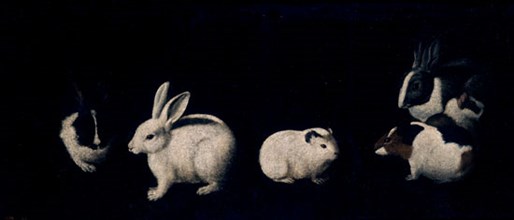 Zurbaran, Rabbits and Other Rodents