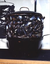 Broodthaers, The Victory of Mussels I