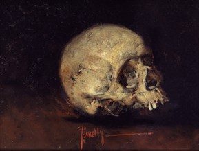 Sorolla, Skull
