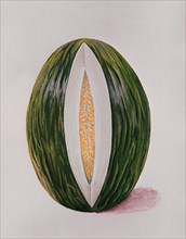 LAMINA DE MELON