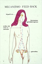 EL CUERPO HUMANO MECANISMO FEED-BACK

This image is not downloadable. Contact us for the high res