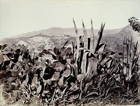 CLIFFORD CHARLES 1819/63
NOPALES Y PITAS - MALAGA - FOTOGRAFIA HECHA EN EL VIAJE DE ISABEL II A