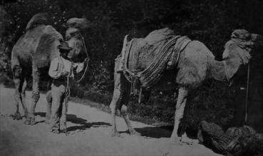 ALAMEDA DE OSUNA 'CAMELLOS GRANDES' (FOTO ANTIGUA)
MADRID, BIBLIOTECA NACIONAL B