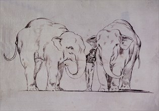 Goya, Les éléphants
