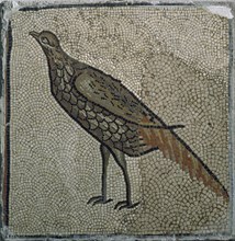 FAISAN DEL MOSAICO DE QUINTA DE MARCO (LEON)
MADRID, MUSEO ARQUEOLOGICO NACIONAL
MADRID