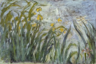 Monet, Yellow irises