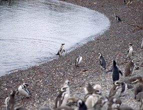 PLAYA-ORILLA CON PINGÜINOS
PATAGONIA, PUNTA TOMBO
ARGENTINA

This image is not downloadable.