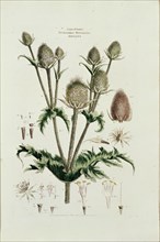 MUTIS CELESTINO 1732-1808
LAMINA - TETRANDRIA MONOGINIA DIPSACUS
MADRID, JARDIN