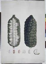 MUTIS CELESTINO 1732-1808
LIBRO CYPERACEAS-LAMINA 87
MADRID, JARDIN BOTANICO
MADRID

This