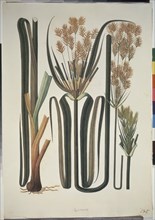 MUTIS CELESTINO 1732-1808
LIBRO CYPERACEAS-LAMINA 170
MADRID, JARDIN BOTANICO
MADRID

This