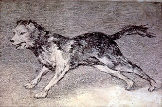 Goya, Drawing - Fox