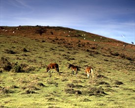 PUERTO DE OTSONDO-CABALLOS
BAZTAN VALLE, EXTERIOR
NAVARRA