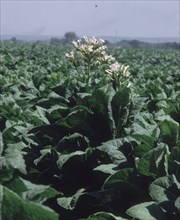 DETALLE DE LA FLOR Y LA PLANTA DEL TABACO -
PROVINCIA, CUENCA DEL TIETAR
CACERES