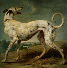 De Vos, A White Greyhound