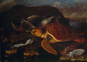 Recco, Still Life With Fish and Turtle