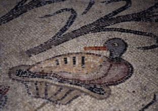 INTERIOR-DET MOSAICO BIZANTINO-PATO SOBRE UNA PLANTA
TABGHA, IGLESIA DE LOS PANES Y LOS