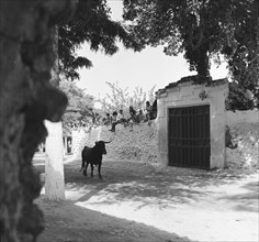 ENCIERRO EN ARGANDA DEL REY - NOVILLO POR LA CALLE REAL - AÑOS 60 - ByN 41351
ARGANDA,