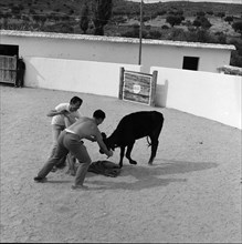 MOZOS SUJETANDO A UNA VAQUILLA - TENTADERO FRASCUELO - AÑOS 60 - ByN
PROVINCIA,