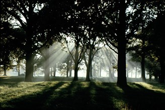 Forêt où la lumière du soleil transperce à travers les arbres, symbole de l'illumination