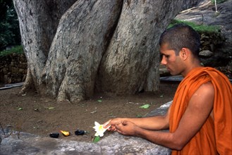 Placing an offering under a sacred Bodhi tree in Sri Lanka