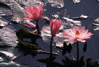 Bassin de fleurs de lotus à Bodhgaya, Inde, lieu de l'Illumination du Bouddha