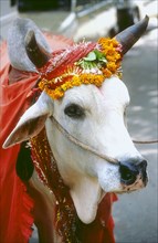 Vache sacrée en Inde