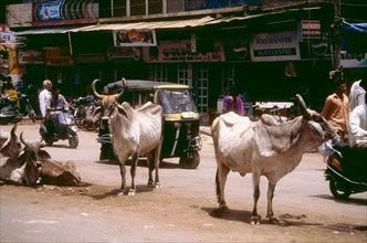 Sacred cows on the street in India