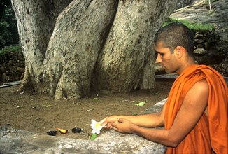 Monk placing lotus offering under a sacred BO Tree in Sri Lanka