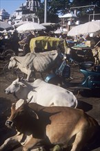 Sacred cows blocking traffic in Puri Orissa state