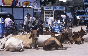 Sacred cowslying down in a street in Orissa state of NE India