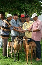 Imman blessing goats for the eid al ahda sacrifice in   Indonesia