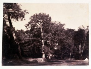 Le Gray Gustave, Bel arbre à l'orée de la forêt de Fontainebleau