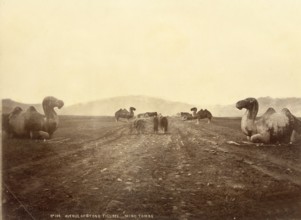 Tombes Ming près de Pékin (Chine). Allée des sculptures de pierre