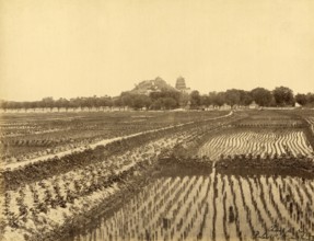 Rizière et le Palais d'été de Pékin à l'arrière-plan (Chine)