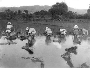 Chine, plantation du riz à Mougtzi