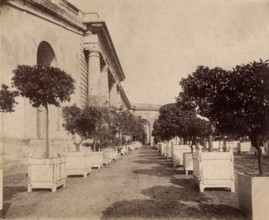 Atget, L'Orangerie du Parc de Versailles
