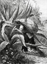 Mexique. Le pulque - 19e siècle