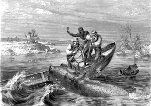 Chasse à l'hippopotame