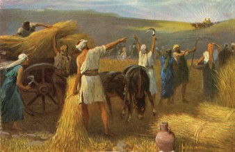 Les récoltes de blé