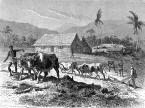 Un planteur en Nouvelle Calédonie