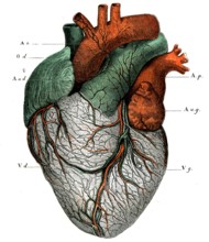 ANATOMIE-Le coeur,face antérieure