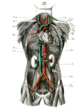 Système circulatoire