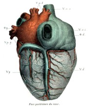 COEUR-face postérieure
