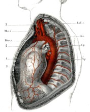 COEUR-Péricarde et artères du tronc